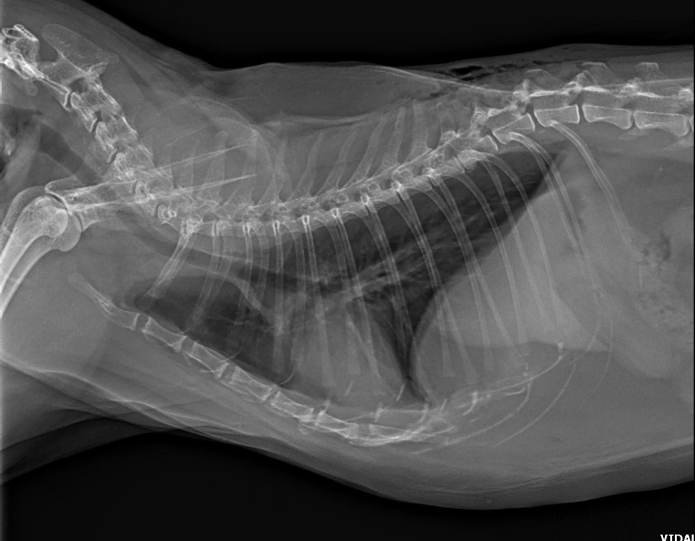 Raio x para cachorro valor