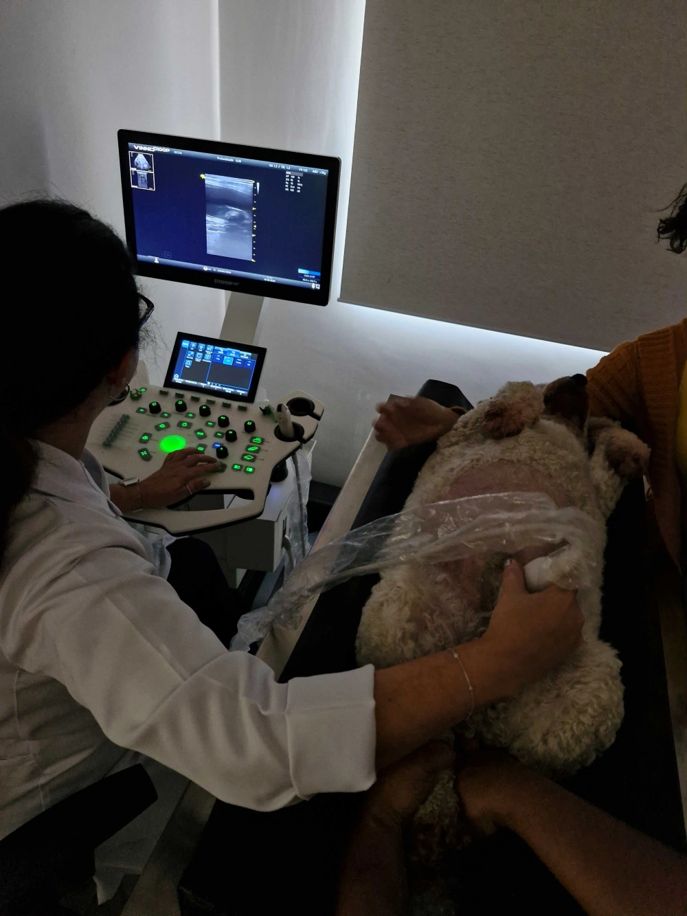 Ultrassom em cachorro